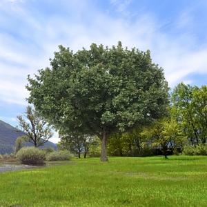 Bur Oak Tree